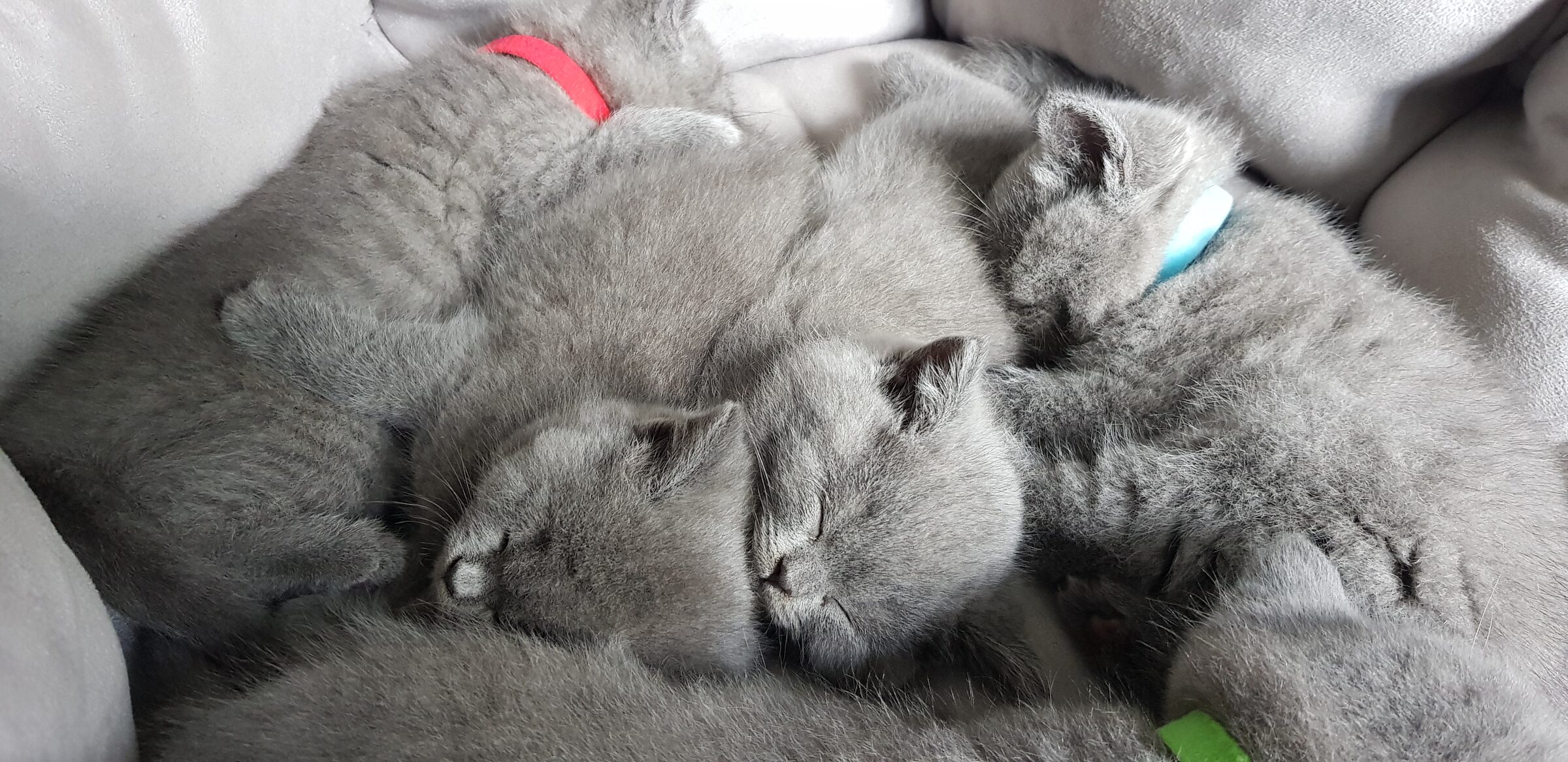 British Blue Shorthair kittens at CosmoBlue Kittens