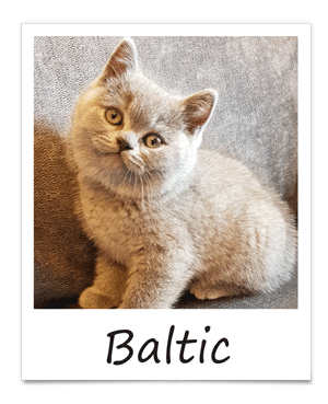 aug-2019-baltic