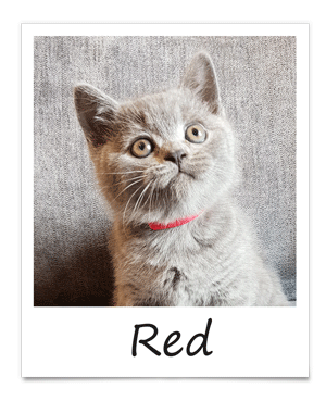 aug-2019-red