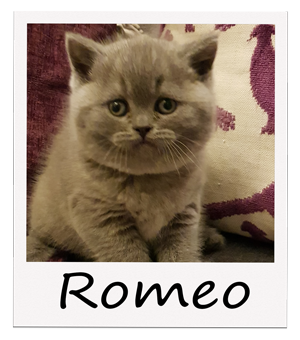 Polaroid-Romeo-2