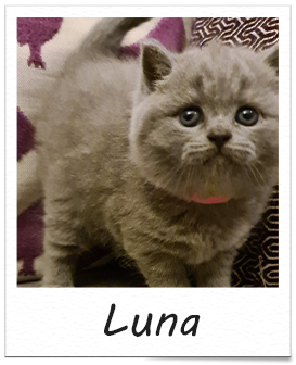 Luna-5