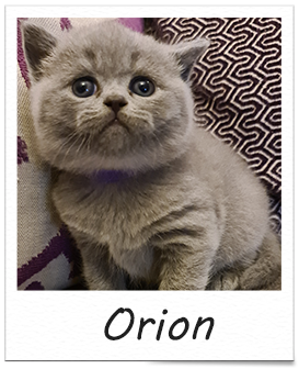 Orion